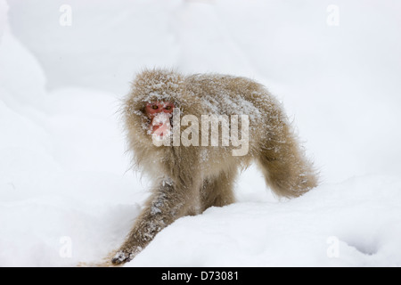 Mono de nieve sobre la nieve. La temporada de invierno. Los macacos  japoneses ( Nombre científico: Macaca fuscata), también conocido como el  mono de las nieves Fotografía de stock - Alamy