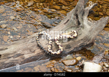 Grandes bandas, serpientes de agua Nerodia fasciata confluens, serpientes, reptiles, reptiles de América del Norte