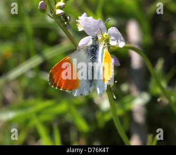 Macro detallada de un macho naranja Anthocharis cardamines (Tip) butterfly Foto de stock