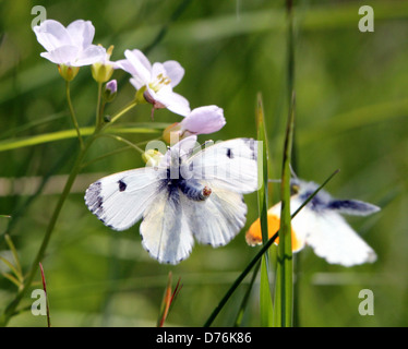 Macho Naranja Anthocharis cardamines (Tip) butterfly tratando de aparearse con una hembra Foto de stock