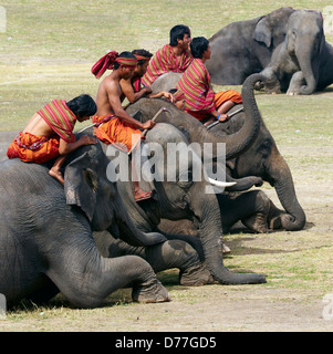Asia Tailandia ciudad de Surin Elefante Round up Foto de stock