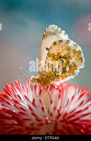 Bellis perennis Tasso serie estrecha con punta anaranjada mariposa Anthocharis cardamines tomando el néctar de la flor con rojo Foto de stock