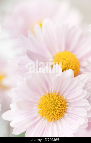 Imagen de fotograma completo de flores de crisantemo 'Gladys' cultivar con pétalos blancos que rodean el centro amarillo. Foto de stock