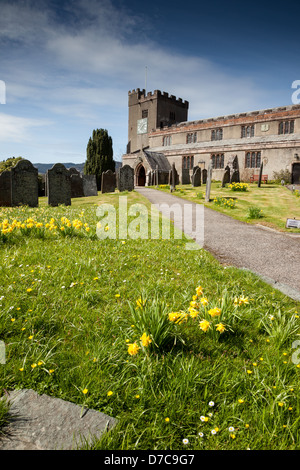 Narcisos en el cementerio de la Iglesia Crossthwaite, cerca de Keswick, Cumbria, Lake District, visto desde la carretera. Foto de stock