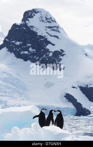 Pingüinos de barbijo (Pygoscelis antarcticus) Cierva Cove, en la Antártida. Foto de stock