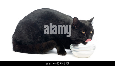 Gato negro bebiendo leche contra el fondo blanco.