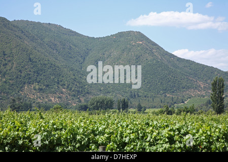 La viticultura de Chile Foto de stock