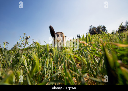 Un ángulo bajo y vista posterior del gato merodea en las actividades al aire libre en los jardines de la casa de gato en los reyes en Parlier CA Foto de stock