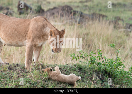 Leona, Panthera leo, mira con consternación en su caída de cub, Reserva Nacional de Masai Mara, Kenia, África Oriental