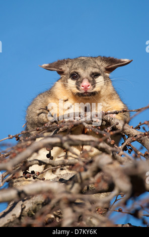 Cepillo australiano possum cola en la parte superior de un árbol Foto de stock