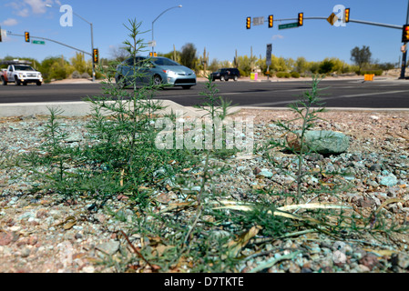 Un herbicida aplicado a las malezas de carretera en Tucson, Arizona, EE.UU. Foto de stock