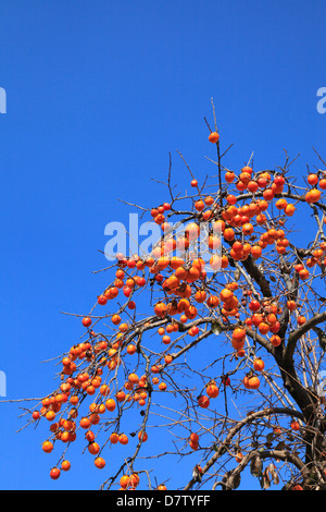 Árbol de caqui y cielo azul Foto de stock