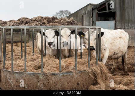 Granja Vowley, Royal Wootton Bassett, Wilshire, británicos Blancos, blancos vacas comiendo heno en Paddock Farm