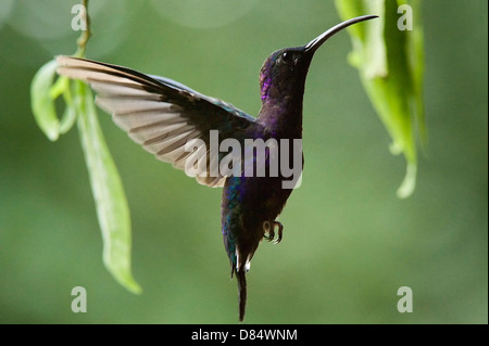 Violet sabrewing hummingbird volando en Costa Rica, Centroamérica