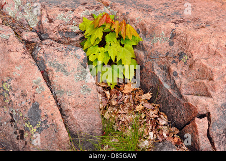 El arce rojo (Acer rubrum) plántula en Canadian Shield afloramientos de granito Killarney Provincial Park, Ontario, Canadá Foto de stock