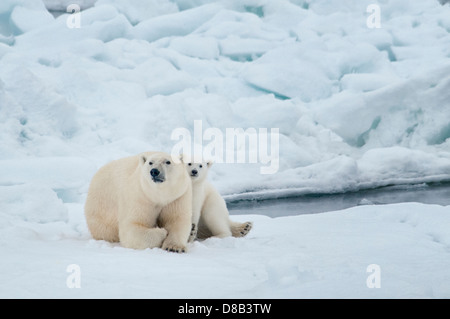 Polar Bear Cub, Madre con caricias juntos, Ursus maritimus, Olgastretet Pack Ice, Spitsbergen, el archipiélago de Svalbard, Noruega