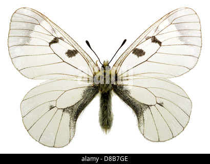Nublado Apolo (Parnassius mnemosyne) que viven en las zonas montañosas, aislados sobre fondo blanco.