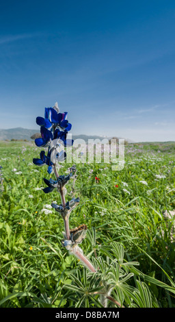 Las Alturas del Golán, Israel. Un campo de lupino (bluebonnets) con vistas a la alta Galilea y el valle de Hula. Foto de stock