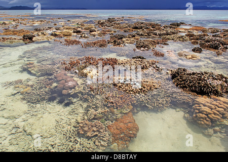 Arrecifes de coral en la isla de Bangka, en el norte de Sulawesi, Indonesia Foto de stock