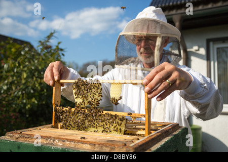 El apicultor comprobando una colmena para garantizar la salud de la colonia de abejas o recogida de miel Foto de stock