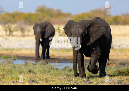 Dos Elefantes bush africano (Loxodonta africana) Rietfontein, Namibia Foto de stock