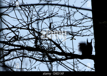 Eurasia ardilla roja (Sciurus vulgaris) silueta