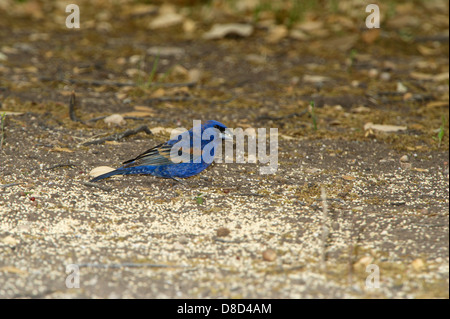 Blue grosbeak buscando comida en el suelo, Christoval, Texas, EE.UU. Foto de stock