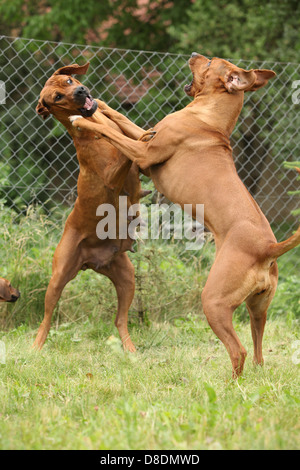 los rhodesian ridgeback son agresivos