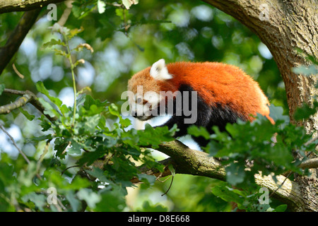 Panda rojo (Ailurus fulgens) en un árbol Foto de stock