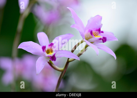 Laelia anceps. Cerca de una flor de orquídea Fotografía de stock - Alamy