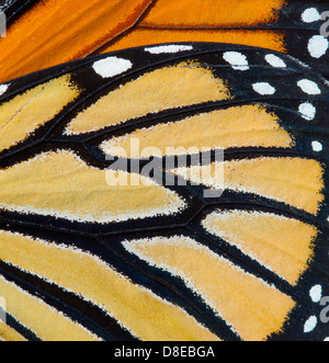 Mariposa monarca (Danaus plexippus) Detalle de ala, Florida, EE.UU..