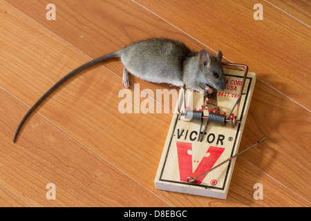 https://l450v.alamy.com/450ves/d8ebgc/esta-trampa-con-cogido-rata-negra-rattus-rattus-florida-ee-uu-d8ebgc.jpg