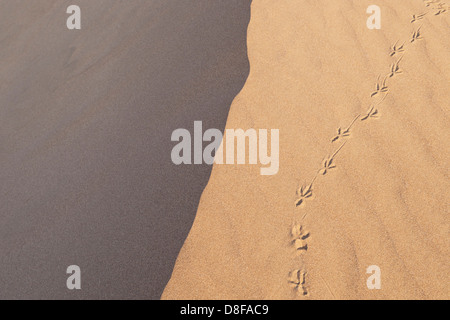 Seagull / bird huellas en la cresta de una duna de arena. UK