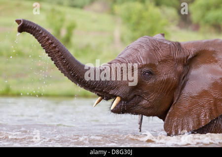 Elefante africano (Loxodonta africana) ternera joven jugando en el agua.Sudáfrica
