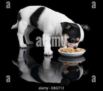 Cachorro de Chihuahua come comida para perro sobre fondo negro Foto de stock