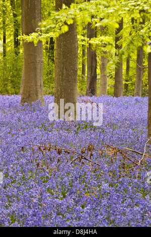 Las campánulas azules entre los hayedos de West woods, Wiltshire. Foto de stock