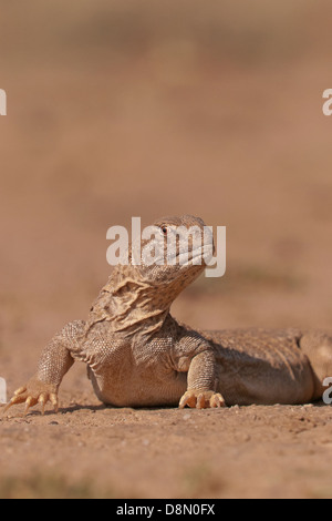 Lagarto de cola espinosa Uromastyx hardwickii sobre el terreno en el desierto de Kutch, en Gujarat, India Foto de stock