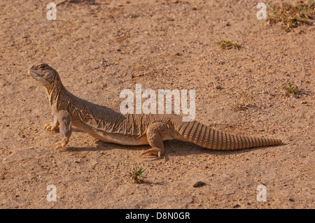 Lagarto de cola espinosa Uromastyx hardwickii sobre el terreno en el desierto de Kutch, en Gujarat, India Foto de stock