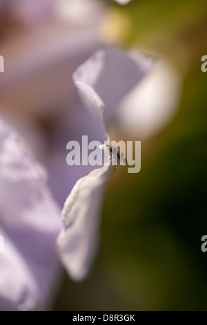 Flor blanca de lirios cercanos germanica con un poco de vuelo en un tranquilo jardín de primavera en Bretaña, Francia Foto de stock