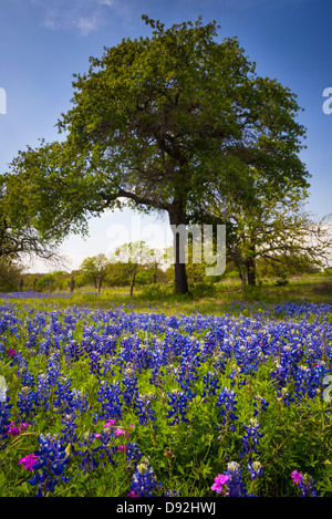 Y Bluebonnets árboles cerca de Kingsland en el Texas Hill Country