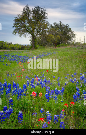 Y pincel Bluebonnets flores cerca de llano en el Texas Hill Country