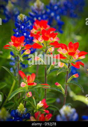 Y pincel Bluebonnets flores cerca de Fredericksburg en el Texas Hill Country