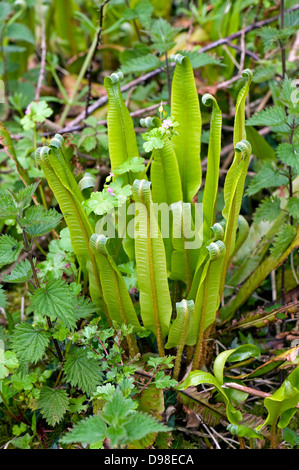 El Hart's lanza el helecho, Asplenium scolopendrium, con hojas ondear en primavera Foto de stock