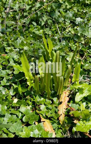 El Hart's lanza el helecho, Asplenium scolopendrium, con hojas ondear en primavera Foto de stock