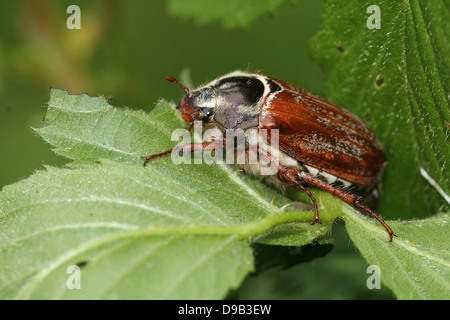 Cierre muy detallado de un macho Cockchafer a.k.a. Bug (Melolontha melolontha Mayo)