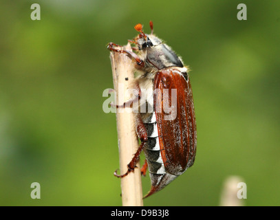 Cierre muy detallado de un macho Cockchafer a.k.a. Bug (Melolontha melolontha Mayo)