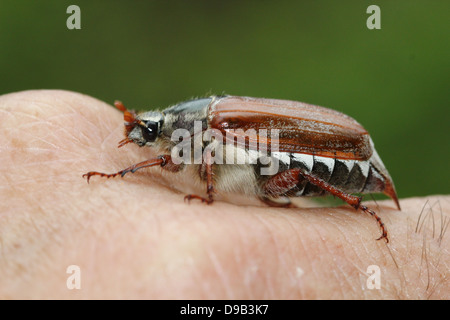 Cierre muy detallado de un macho Cockchafer a.k.a. Bug (Melolontha melolontha Mayo) posando en la mano y de los dedos, 4 imágenes en serie