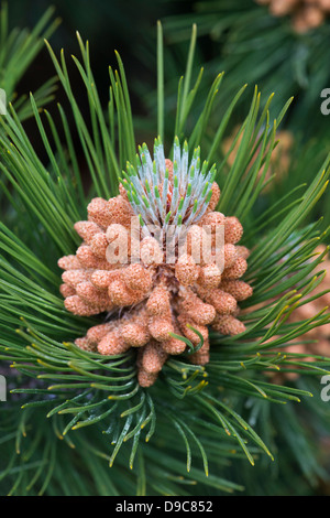 Pinus mugo. Las flores masculinas en las montañas suizas o pino pino mugo Foto de stock