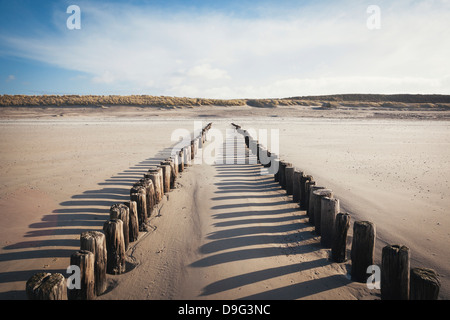Groynes madera sobre una playa arenosa, que conducen a las dunas de arena, Domburg, Zeeland, Holanda Foto de stock