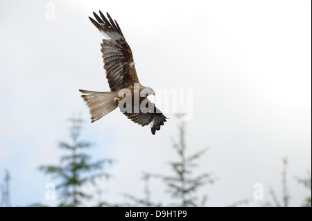 Un tagged milano real (Milvus milvus) un raptor airborne en vuelo llevando un bocado de carroña en sus garras.